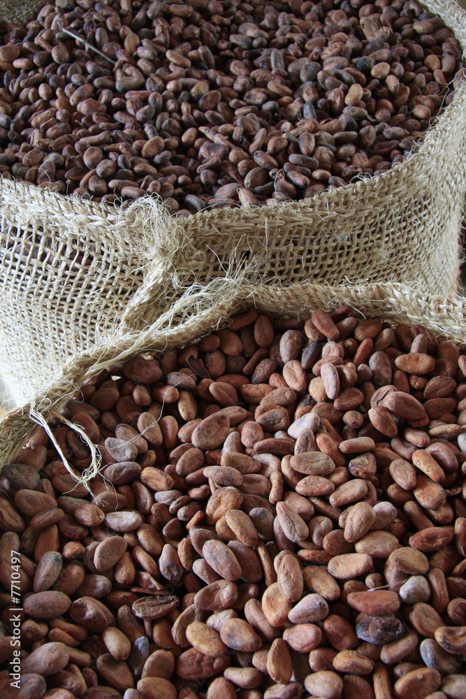 Fève de cacao - chocolat