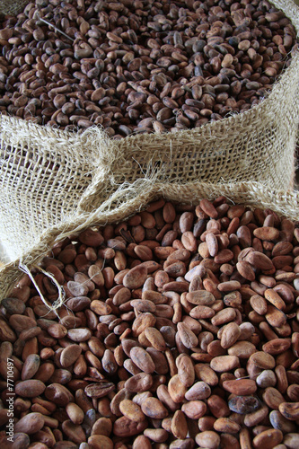 Obraz na płótnie Fève de cacao - chocolat w salonie