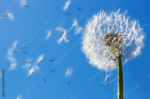 Dandelion Flying Seeds photo