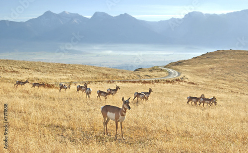 Herd of Antelope