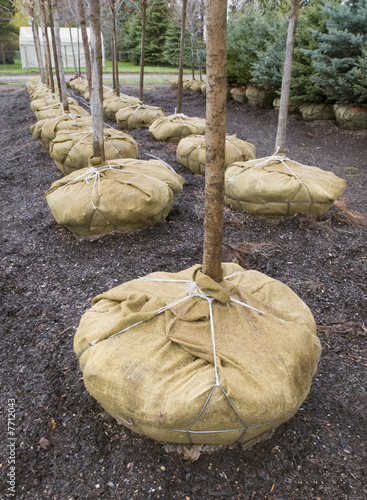 Rows of Young Trees with Roots Wrapped in Burlap