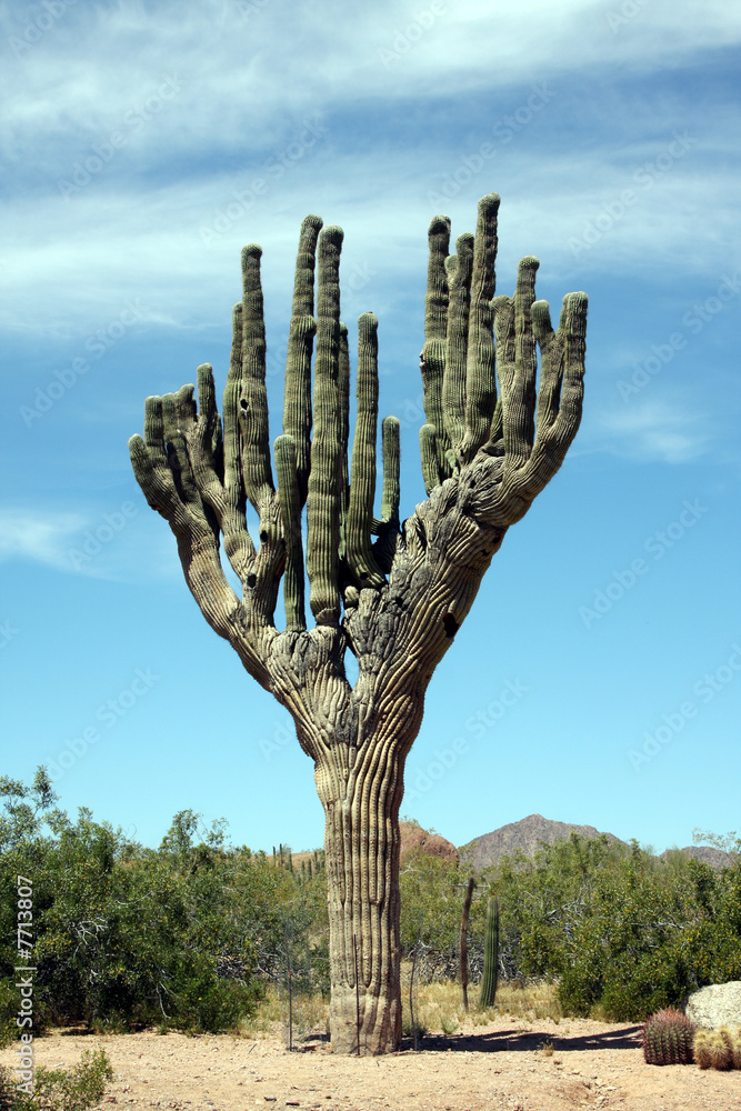 Giant cactus