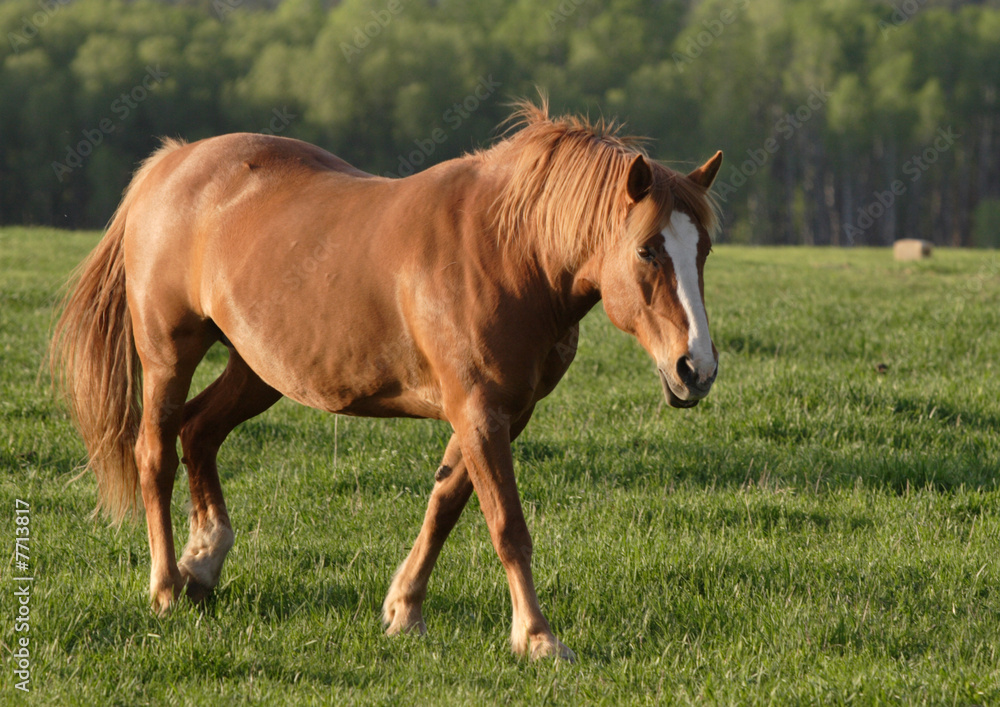 Fototapeta premium A horse walks in a field.