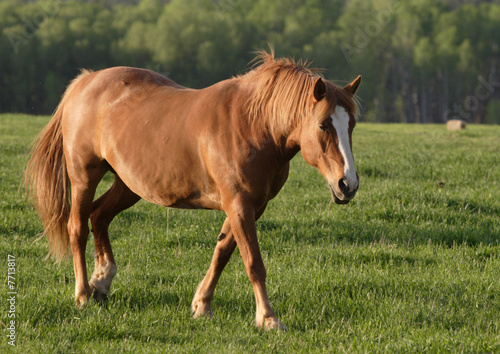 A horse walks in a field.