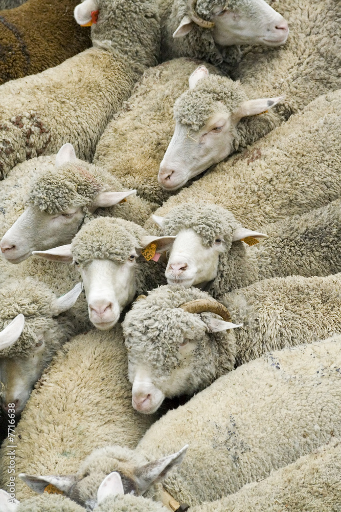 Naklejka premium Group of sheep