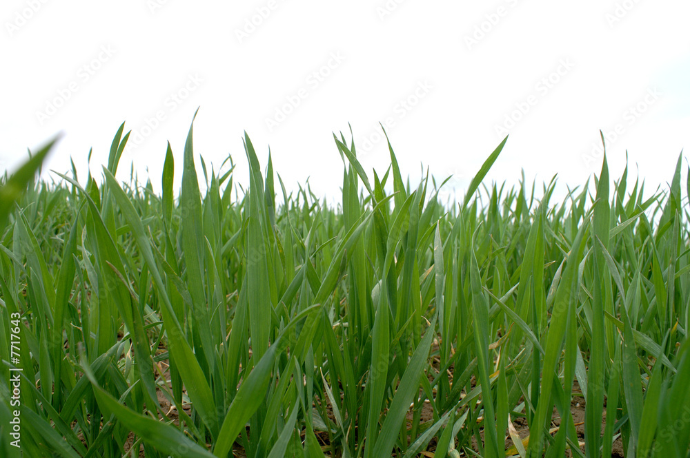 Obraz premium Feld 2