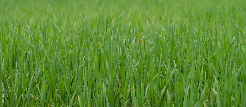 Gras 25 Gras 25