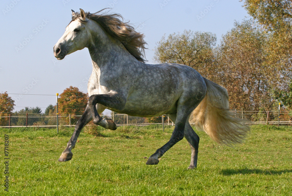Pferd Galopp Pferd Galopp