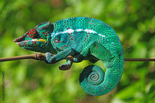 cameleon l'endormi