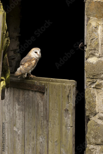 Farmyard Barn Owl