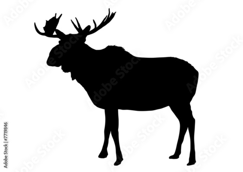 Moose 2