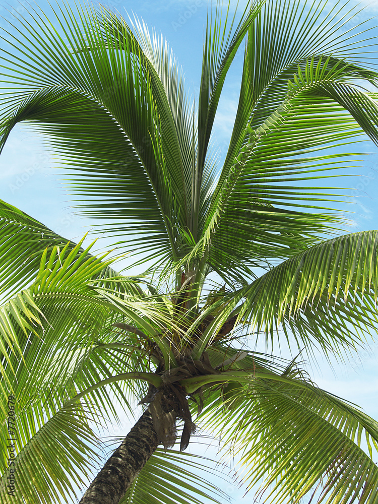 Obraz premium cocotier