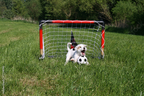 hundefußball