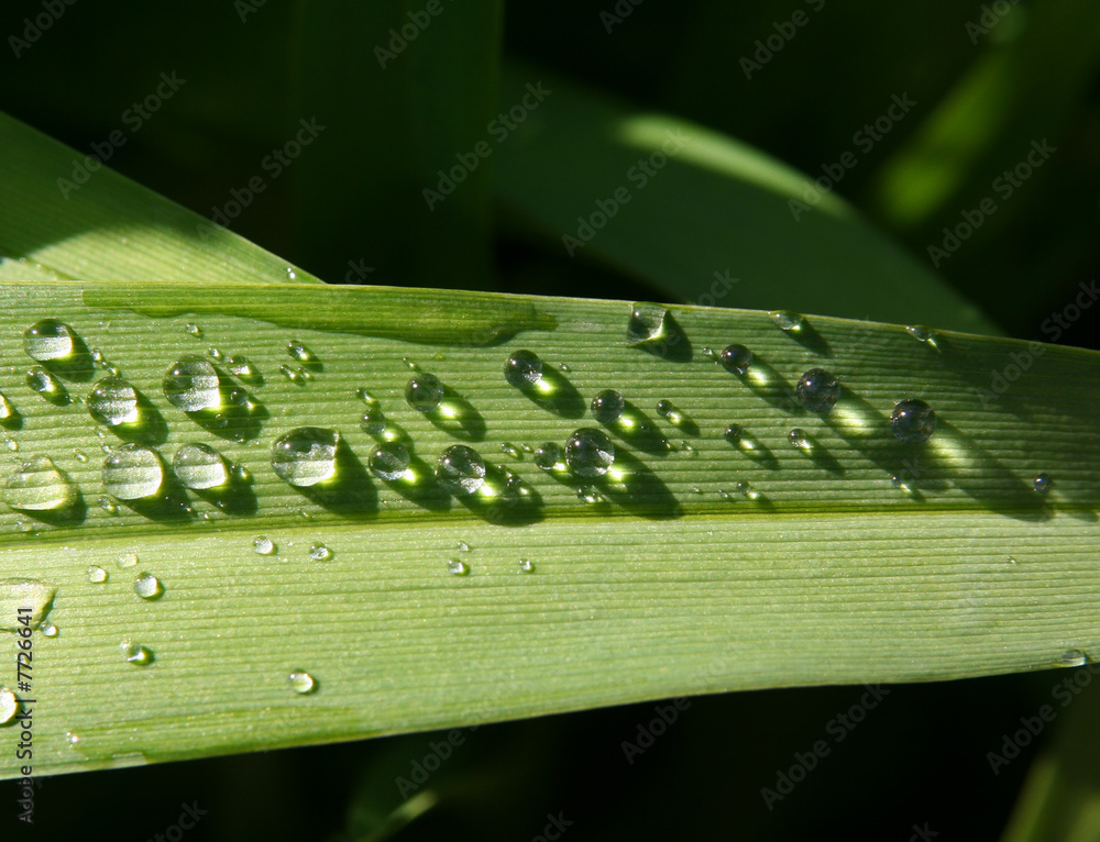 water droplets on a leaf water droplets on a leaf