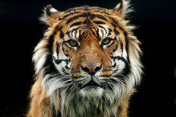 Fotobehang Tijger Sluipende tijger op jacht  © Megan Lorenz