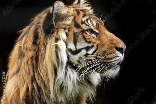 Profile Of Endangered Tiger