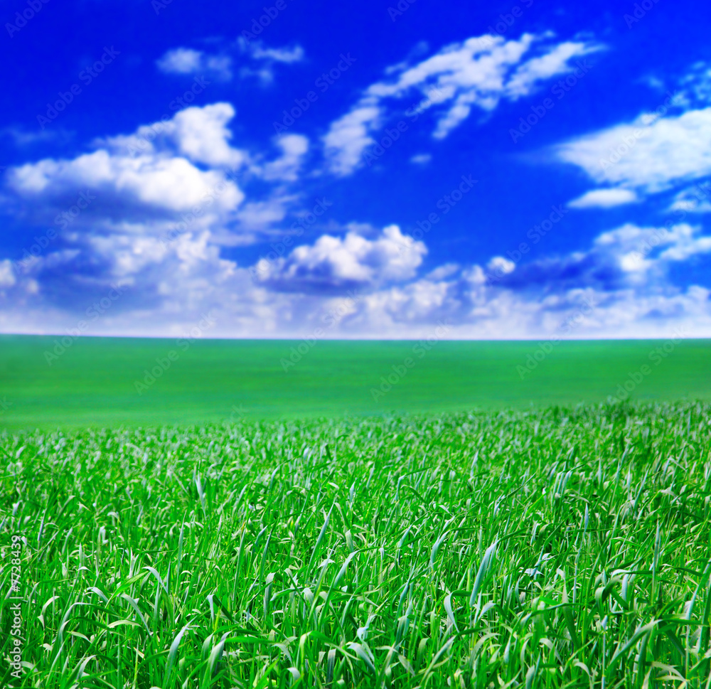 Obraz premium Sky and wheat