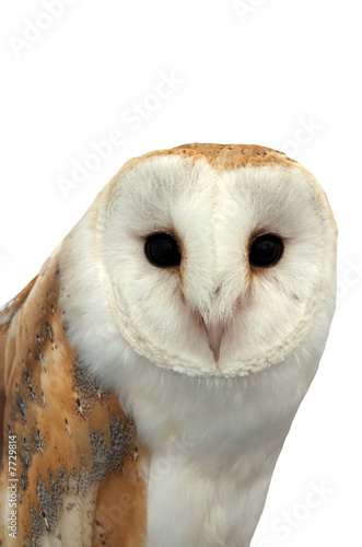 Barn Owl © Phillips Visuals