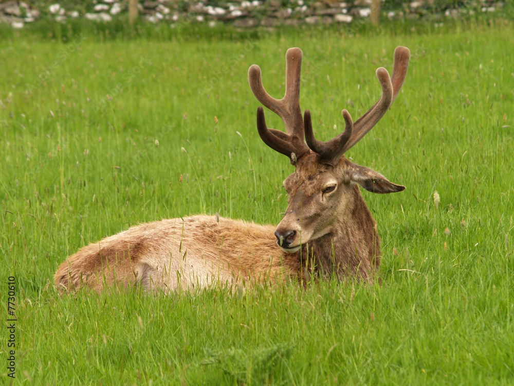 deer deer