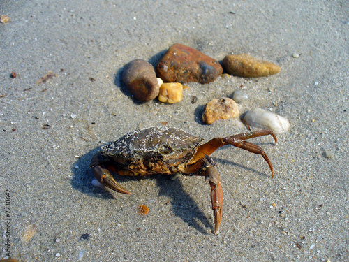 sea crab