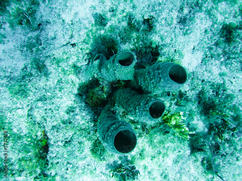Scuba Diving