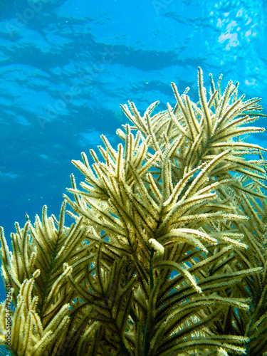 Scuba Diving