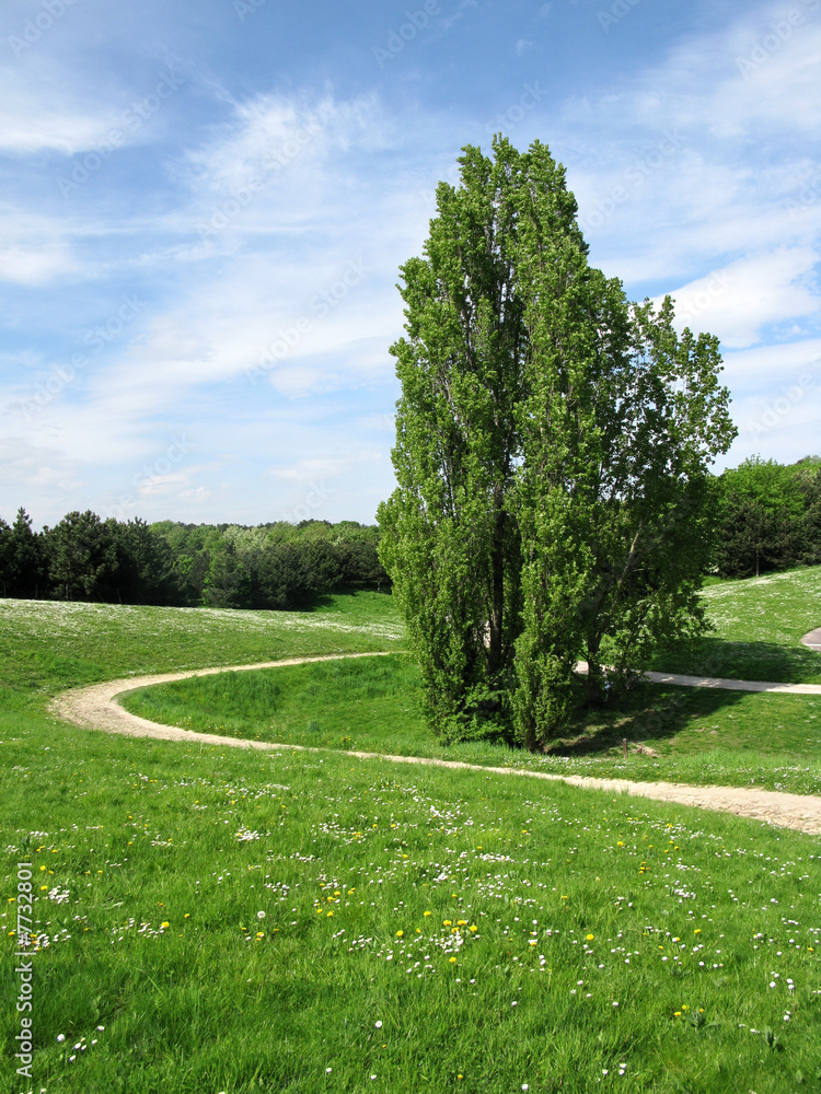 Fototapeta premium Sentier sinueux, pelouse et arbre. Ciel bleu.