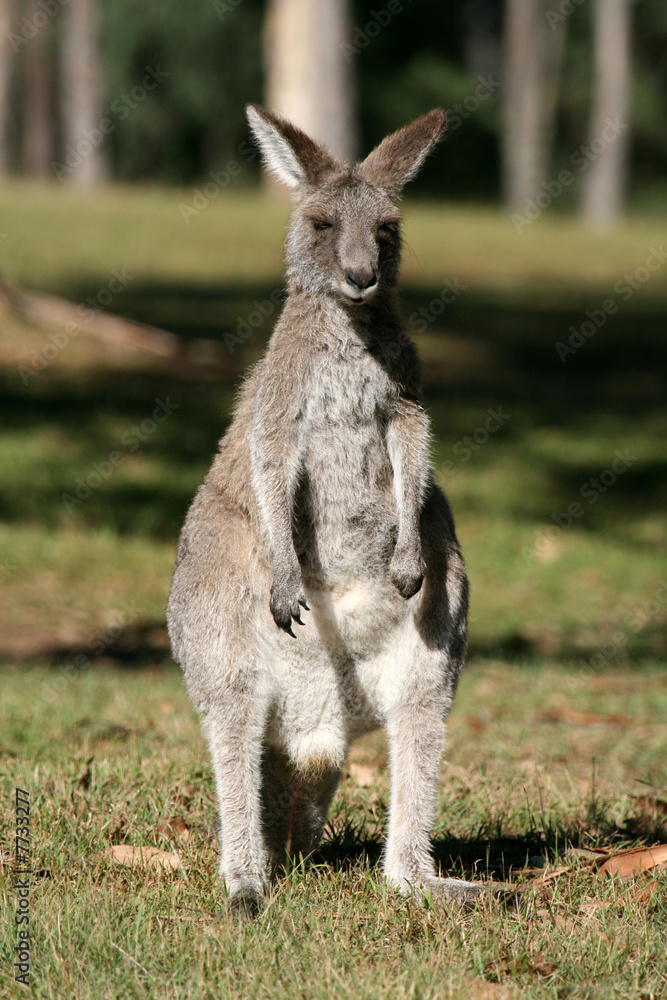 Grey Kangaroo, Australia Grey Kangaroo, Australia