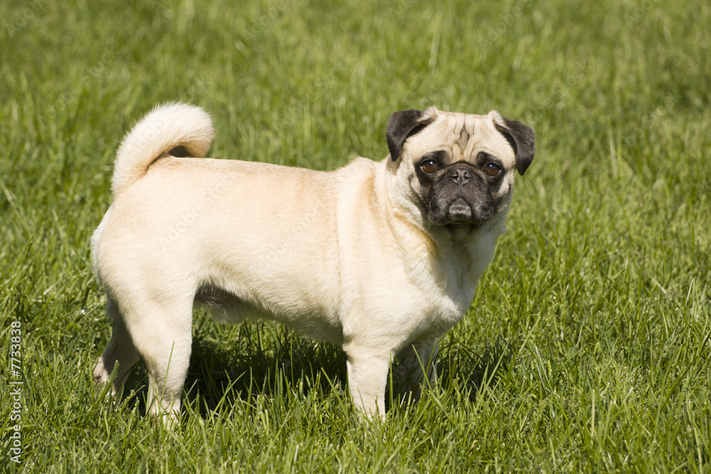 Pug dog in the green grass