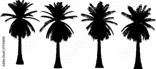 4 vector tropical palms and trees