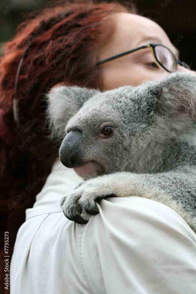 Fototapeta premium Koala, Australia