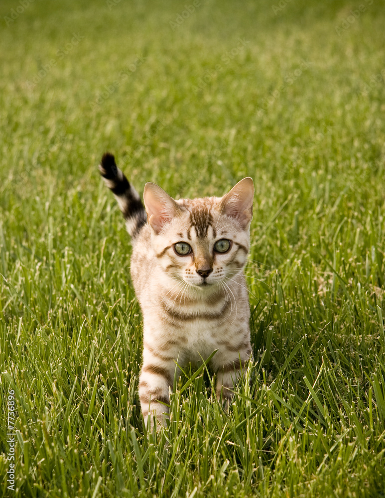 Bengal Kitten facing the camera