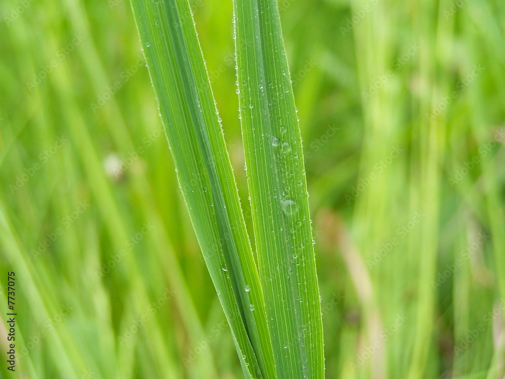 grass after rain