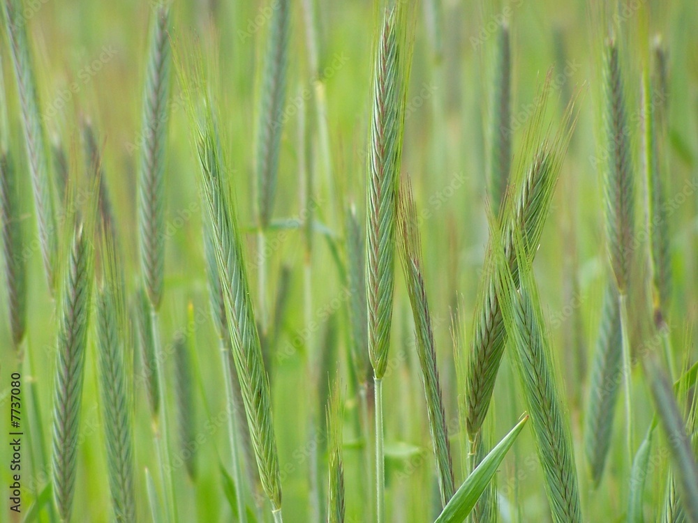 spring wheat