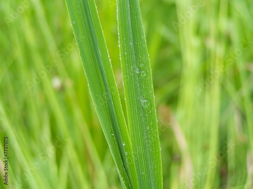 grass after rain