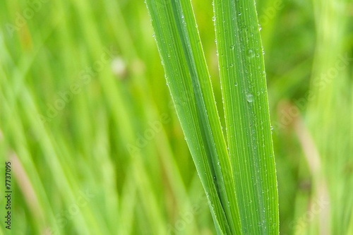 grass after rain