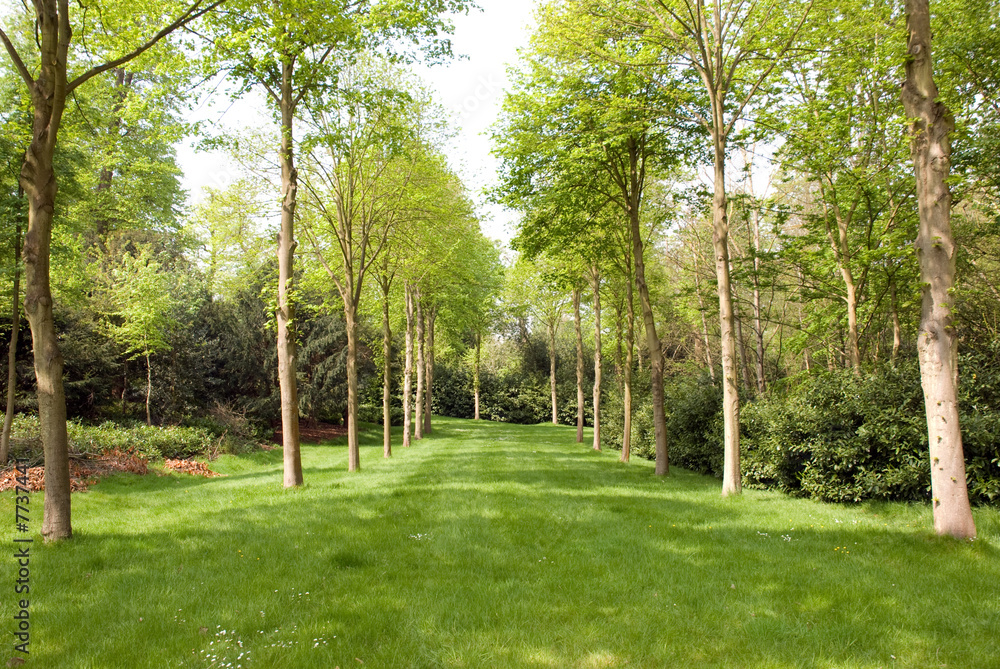 Obraz premium Tree Lined Avenue
