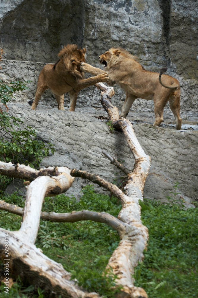 Obraz premium Two young lions together