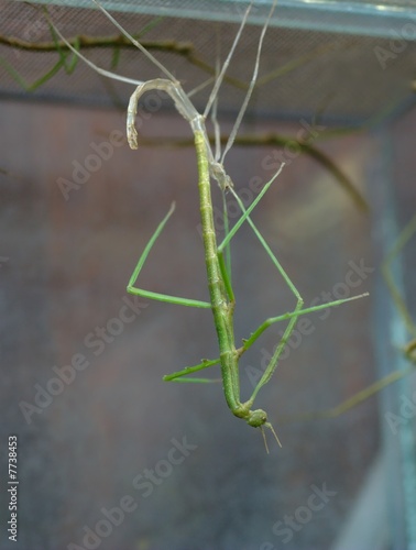 Molting stick-insect