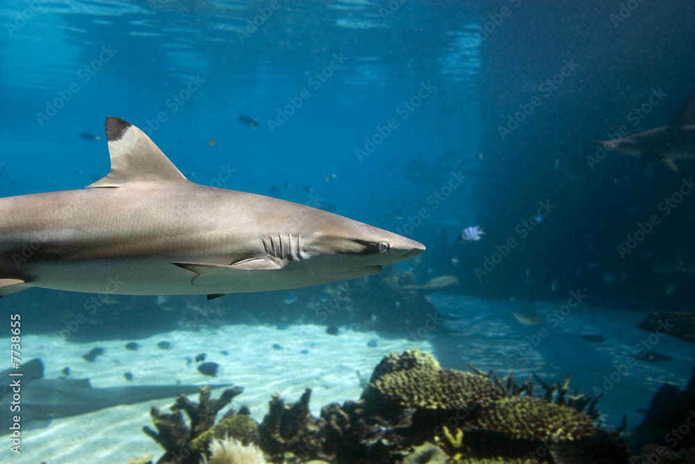 Obraz premium Sharkhd