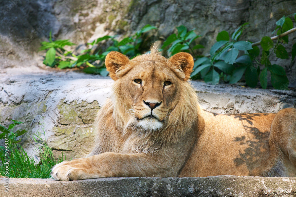 Fototapeta premium close-up of a cute lion cub