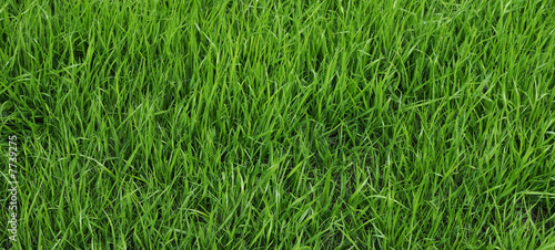 Young grass - pattern / background