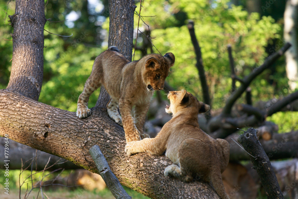 Obraz premium Two young lions together