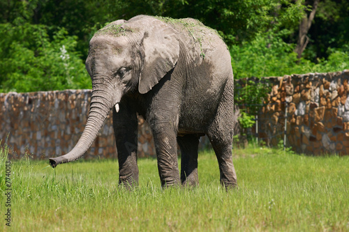 A full body of an African Elephant