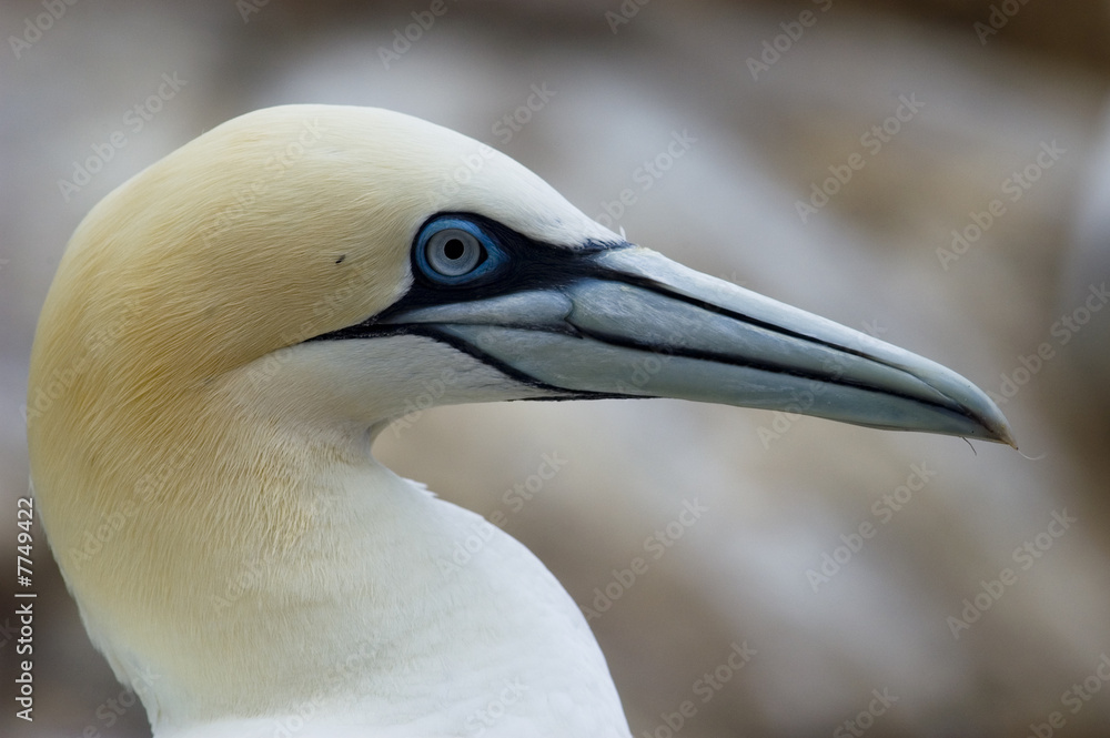 Obraz premium Gannet