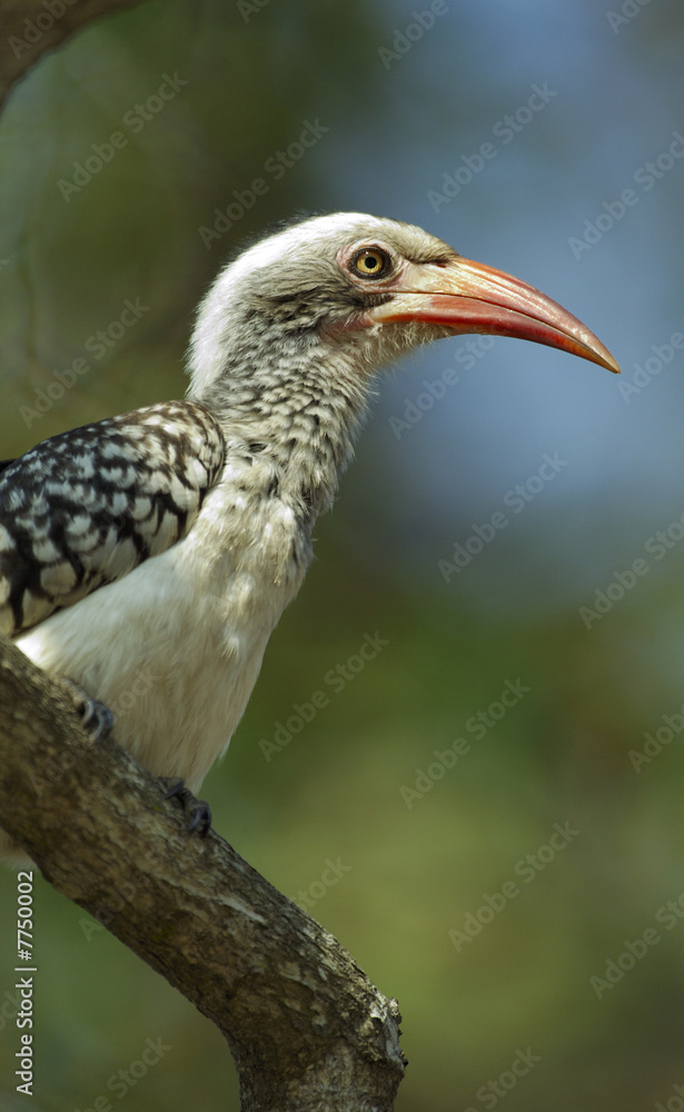 Fototapeta premium a young Southern yellow billed hornbil