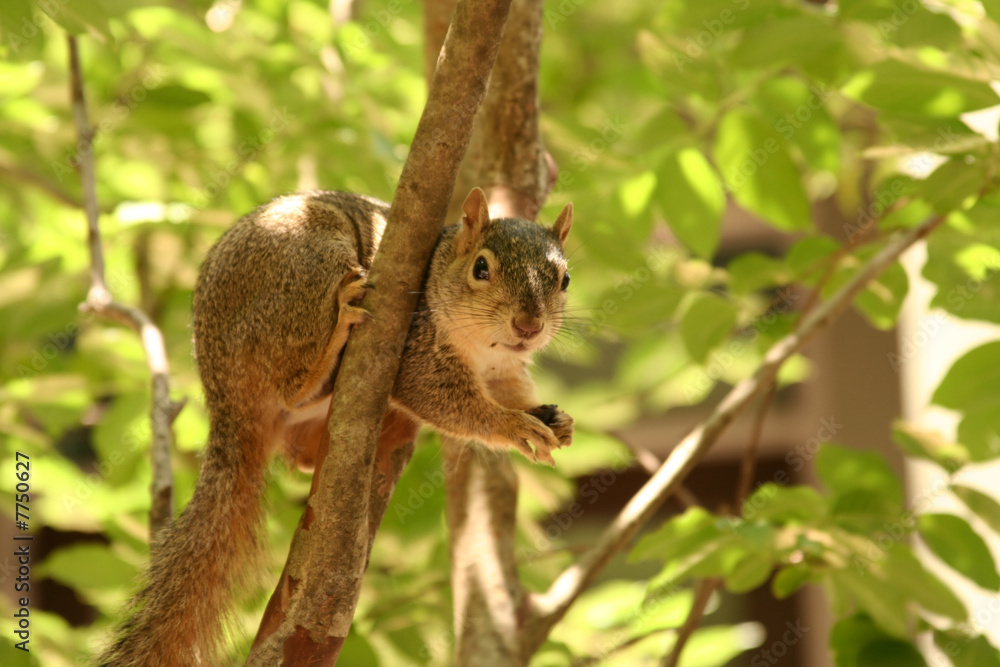 Fototapeta premium Squirrel eating