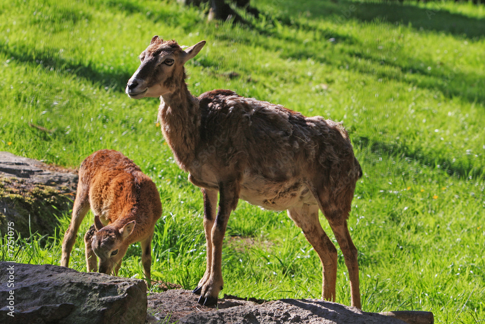 Fototapeta premium Mufflon