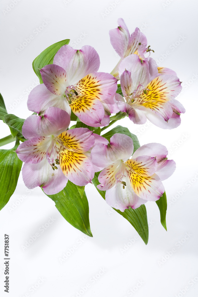 Fototapeta premium Alstermeria