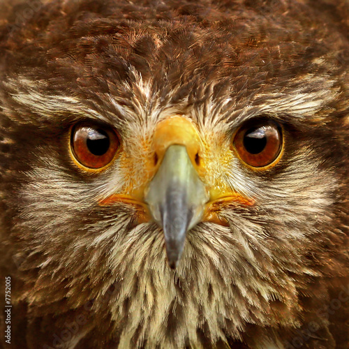 Hawk Close-up